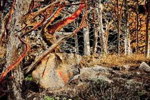 Point Lobos Forest 2-5930